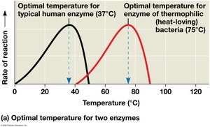 Optimal temperature and pH for enzymes