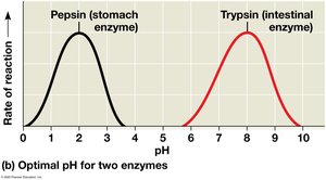 Environmental factors affecting enzyme activity