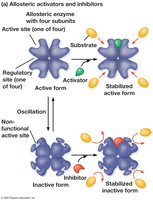 Allosteric regulation of enzyme activity