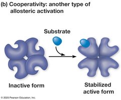 Cooperativity in allosteric enzymes
