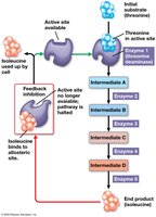 Feedback inhibition in isoleucine synthesis