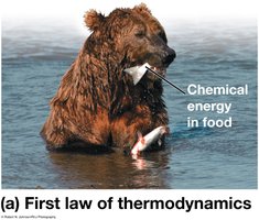 Bear eating fish, illustrating chemical energy in food (first law)