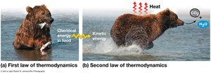 Comparison of first and second law of thermodynamics in a bear