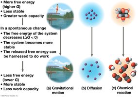 Diagram showing relationship of free energy to stability and work capacity