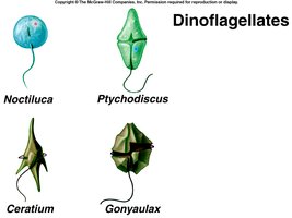 Dinoflagellates