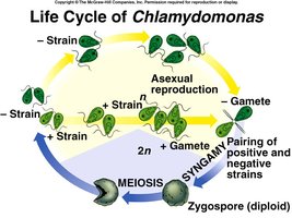 Life Cycle of Chlamydomonas