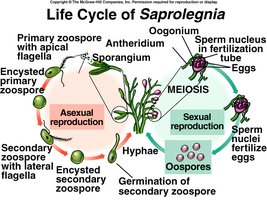 Life Cycle of an Oomycete