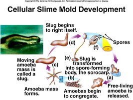 Cellular Slime Mold Development