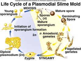 Life Cycle of a Plasmodial Slime Mold