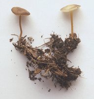 Mushrooms digesting decaying matter