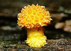 Fungal hyphae and mycelium
