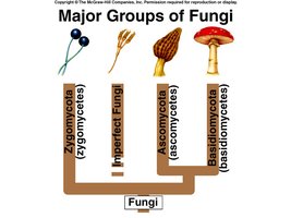 Major Groups of Fungi