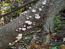 Basidiomycota fruiting body