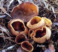 Morel mushroom