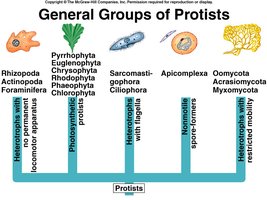 General Groups of Protists