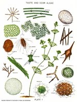 Types of algae