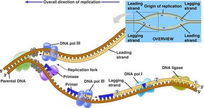 DNA replication fork with leading and lagging strands