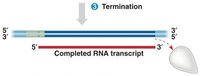 Promoter region with TATA box and start point