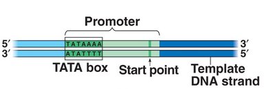 Transcription factors binding to DNA
