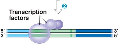 Elongation phase of transcription