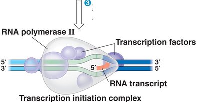 Detailed view of RNA polymerase during elongation