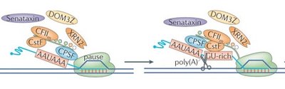 Eukaryotic transcription termination and polyadenylation