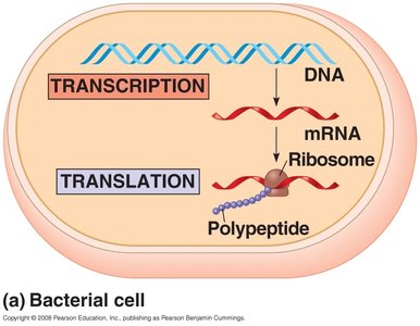 Gene expression in prokaryotes and eukaryotes