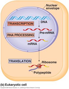 Gene expression in eukaryotes with RNA processing