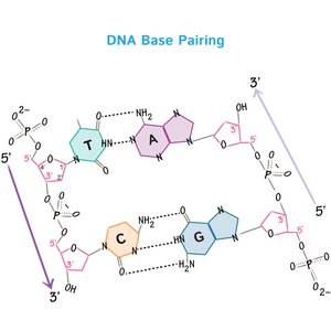 DNA base pairing diagram