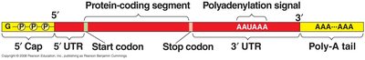 Structure of mature mRNA with 5' cap, coding region, and poly-A tail