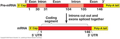 Pre-mRNA splicing: introns removed, exons joined