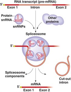 Spliceosome mechanism of intron removal