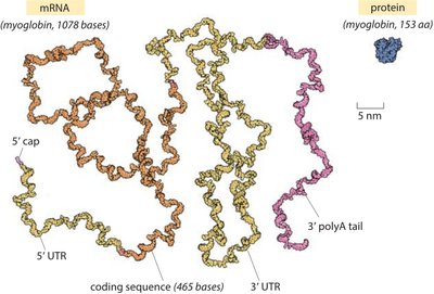 mRNA codons and tRNA anticodon pairing