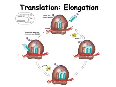 Translation elongation cycle