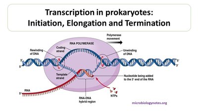 Transcription in prokaryotes: Initiation, Elongation, and Termination