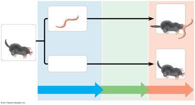 Star-nosed mole foraging strategy