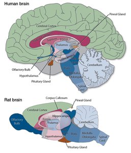 Human and rat brain anatomy comparison