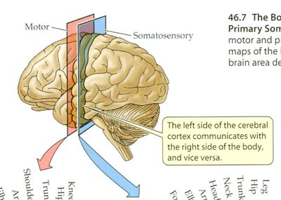 Brain showing motor and somatosensory regions