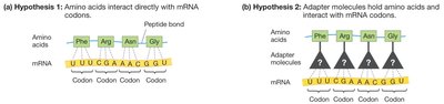 Two hypotheses for codon-amino acid interaction
