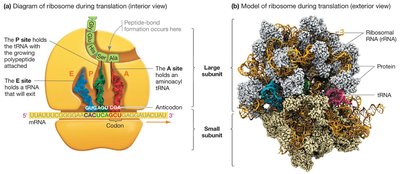 Ribosome structure: tRNA binding sites