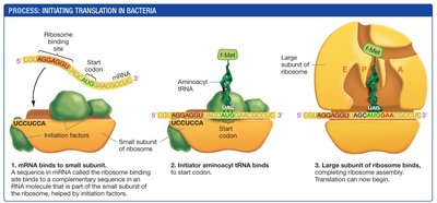 Initiation of translation in bacteria