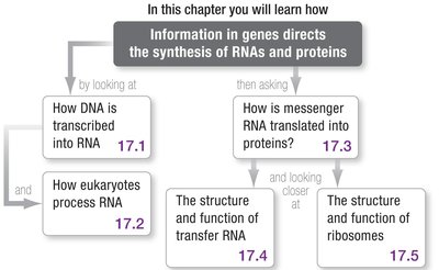 Chapter roadmap: Information in genes directs the synthesis of RNAs and proteins