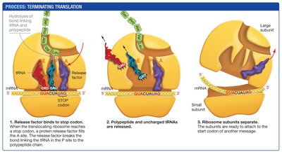Terminating translation: release factor binds stop codon