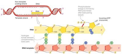 Transcription: Synthesis of RNA from a DNA template