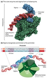 Bacterial RNA polymerase holoenzyme and promoter recognition