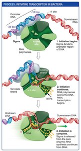 Process: Initiating transcription in bacteria