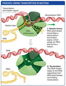Process: Ending transcription in bacteria