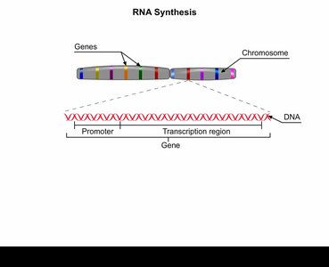 RNA synthesis: gene, promoter, and transcription region