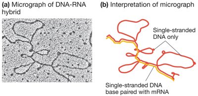 Discovery of introns: DNA-RNA hybrid micrograph and interpretation