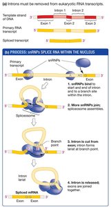 Process: Splicing RNA within the nucleus